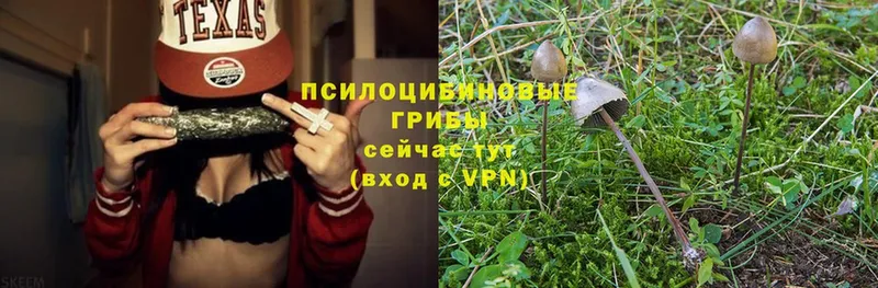 Псилоцибиновые грибы MAGIC MUSHROOMS  Мещовск 